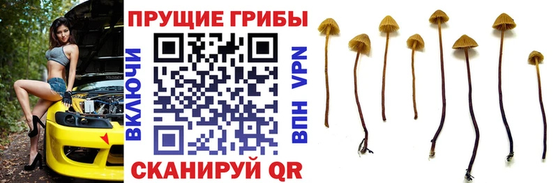 Псилоцибиновые грибы Psilocybine cubensis  где купить   блэк спрут ссылка  Артёмовск 